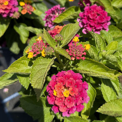 Lantana Calippo &