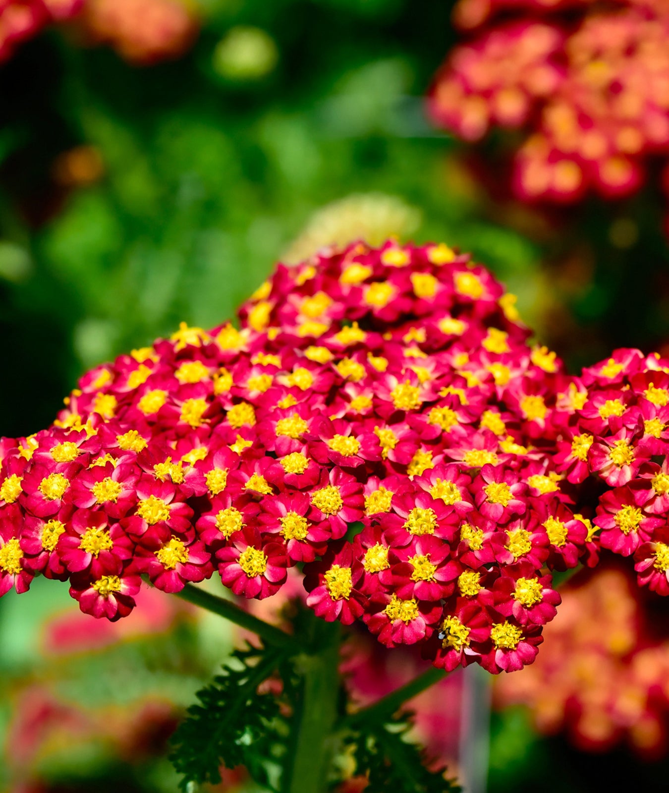 Achillea millefolium &