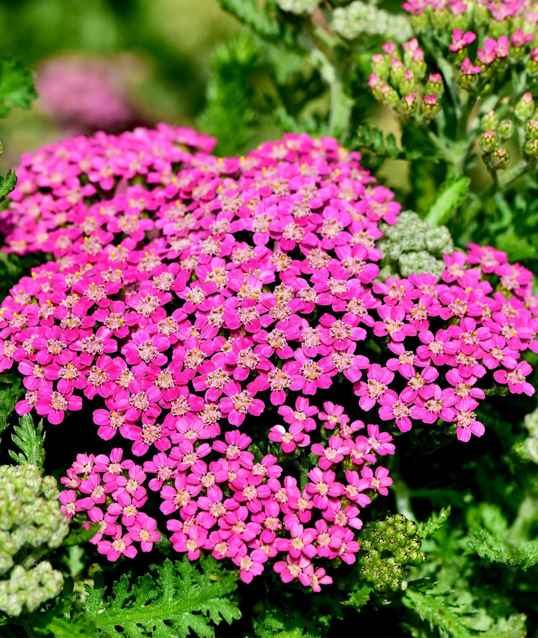 Achillea millefolium &