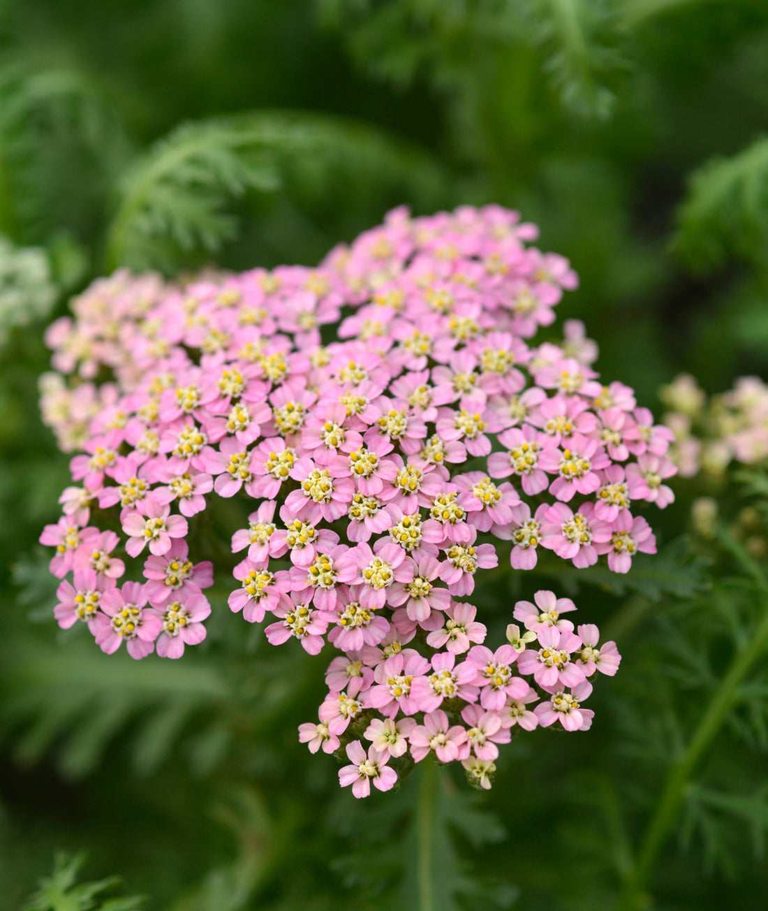 Achillea millefolium &