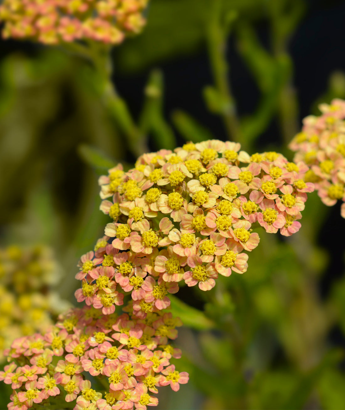 Achillea millefolium &
