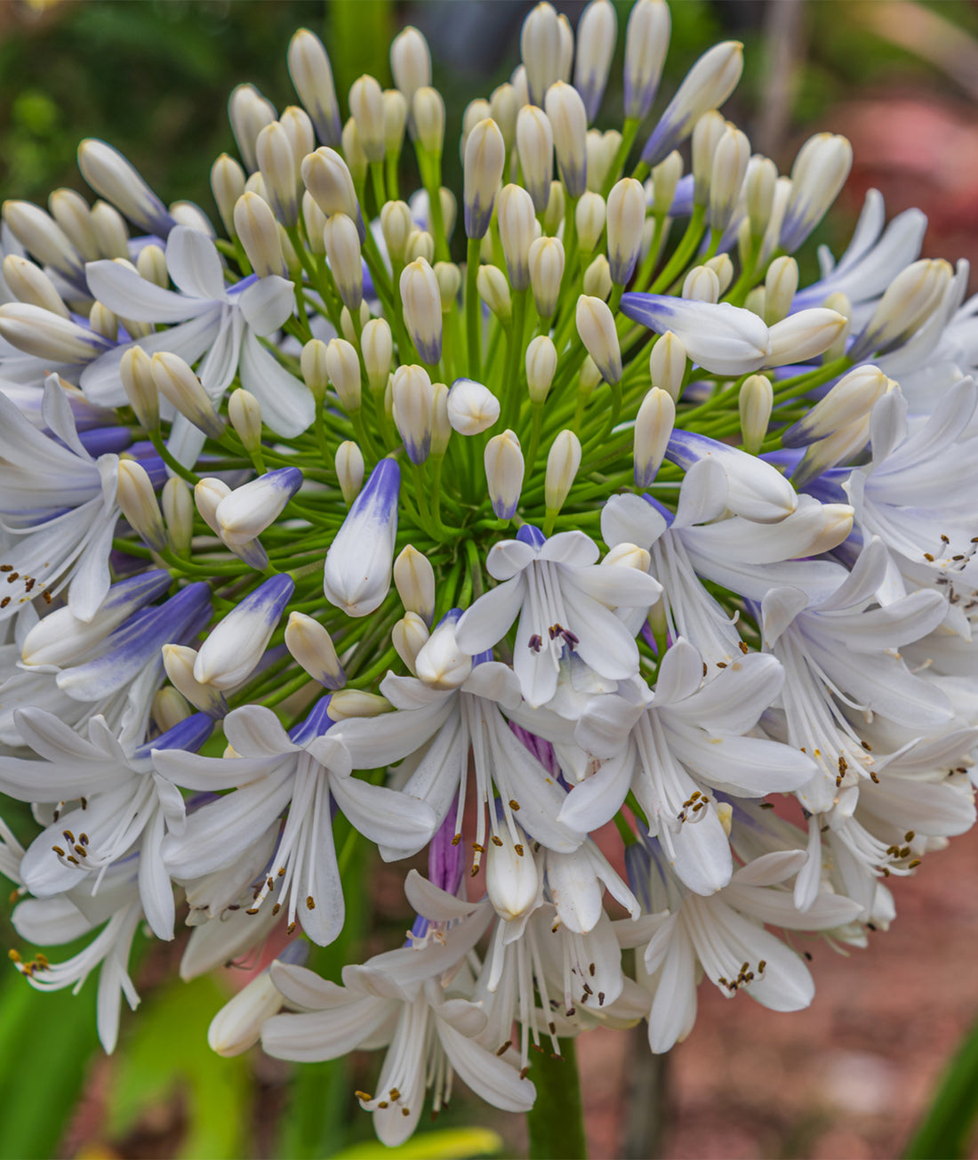 Agapanthus &