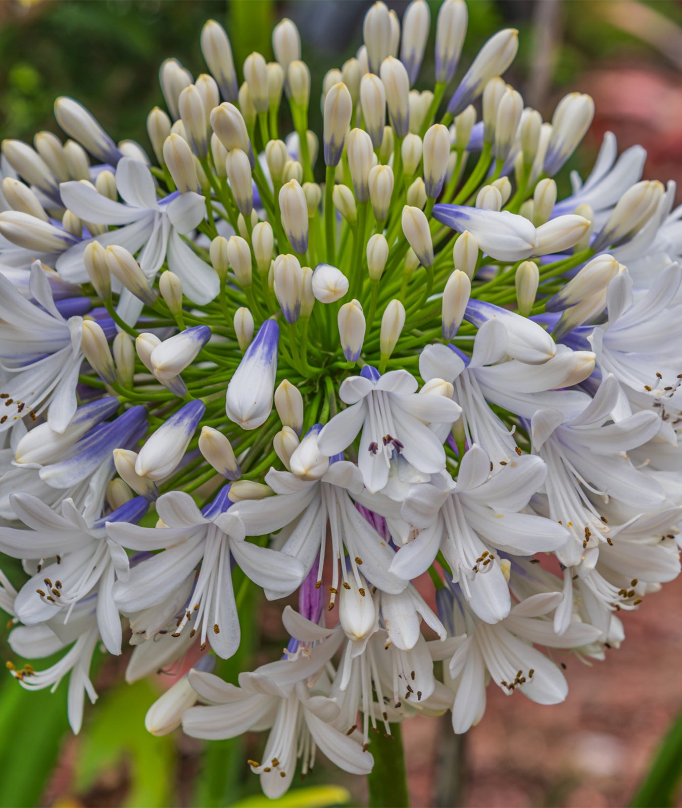 Agapanthus &