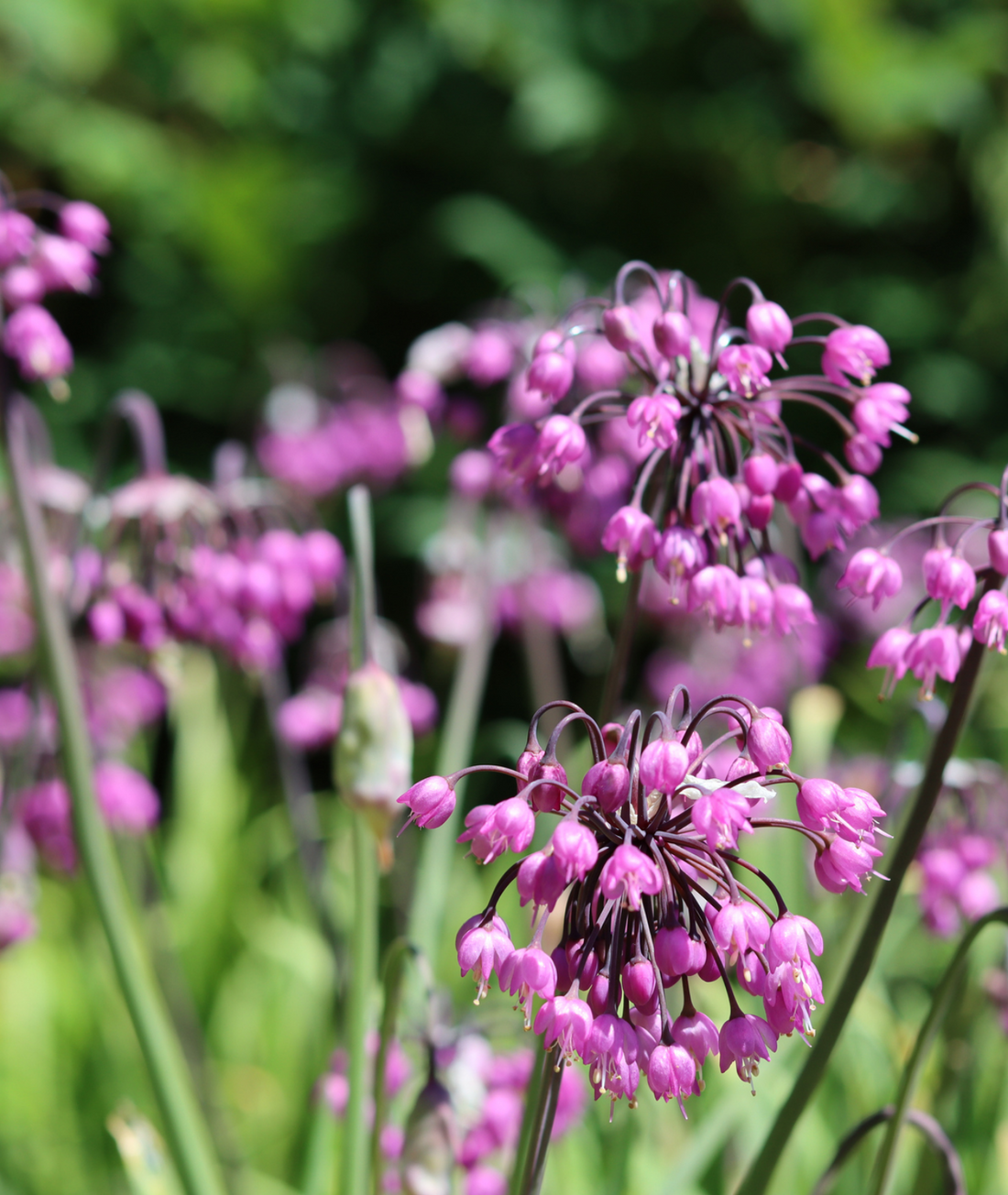 ALLIUM CERNUUM &