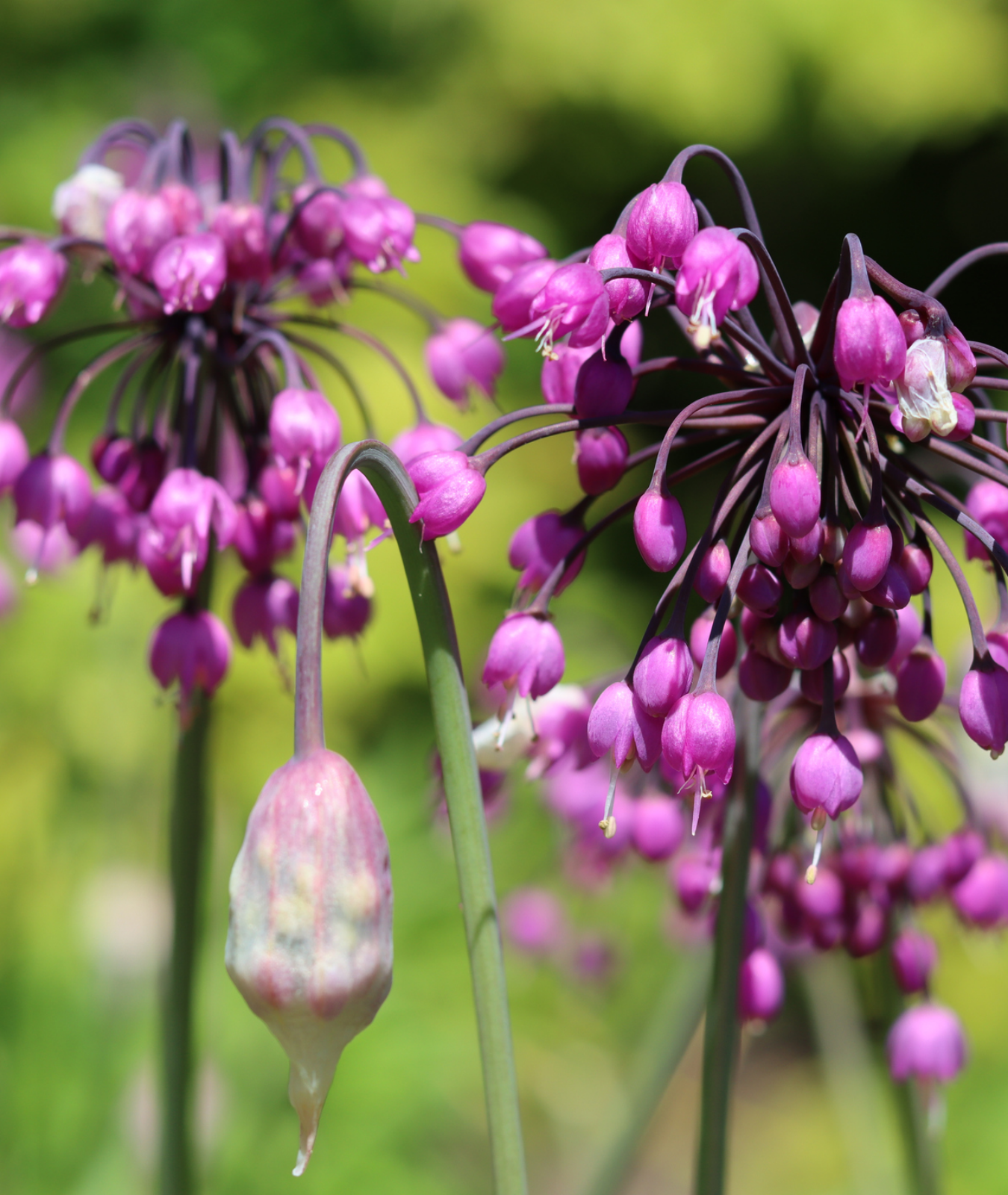 ALLIUM CERNUUM &