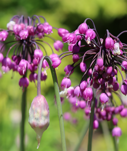 ALLIUM CERNUUM &