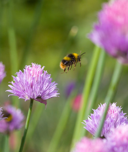 Allium schoenoprasum