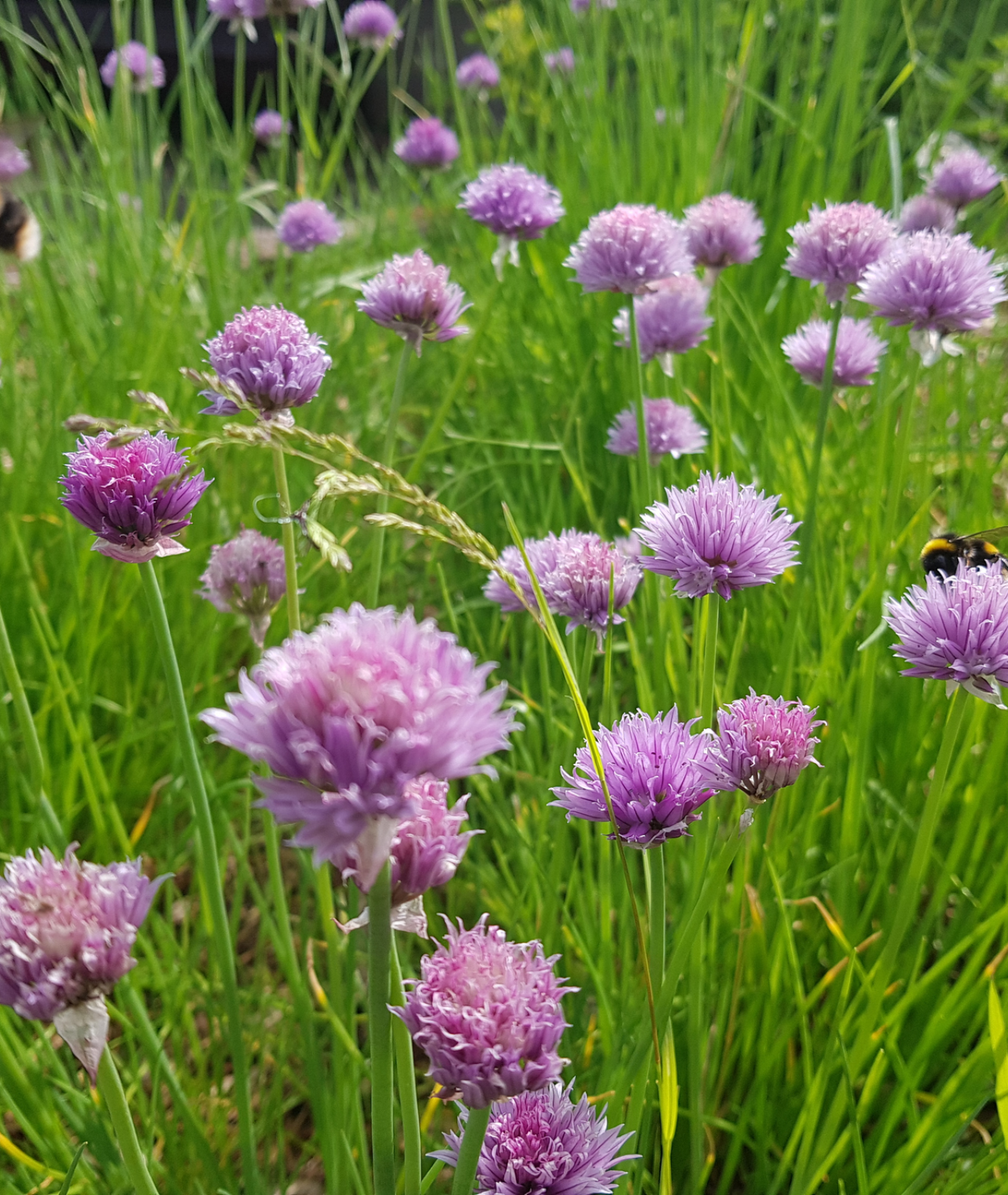 Allium schoenoprasum