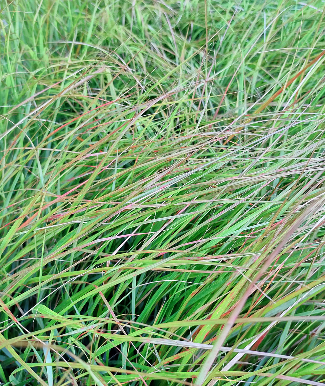 Anemanthele lessoniana