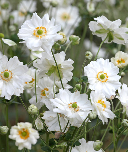 Anemone x hybrida &