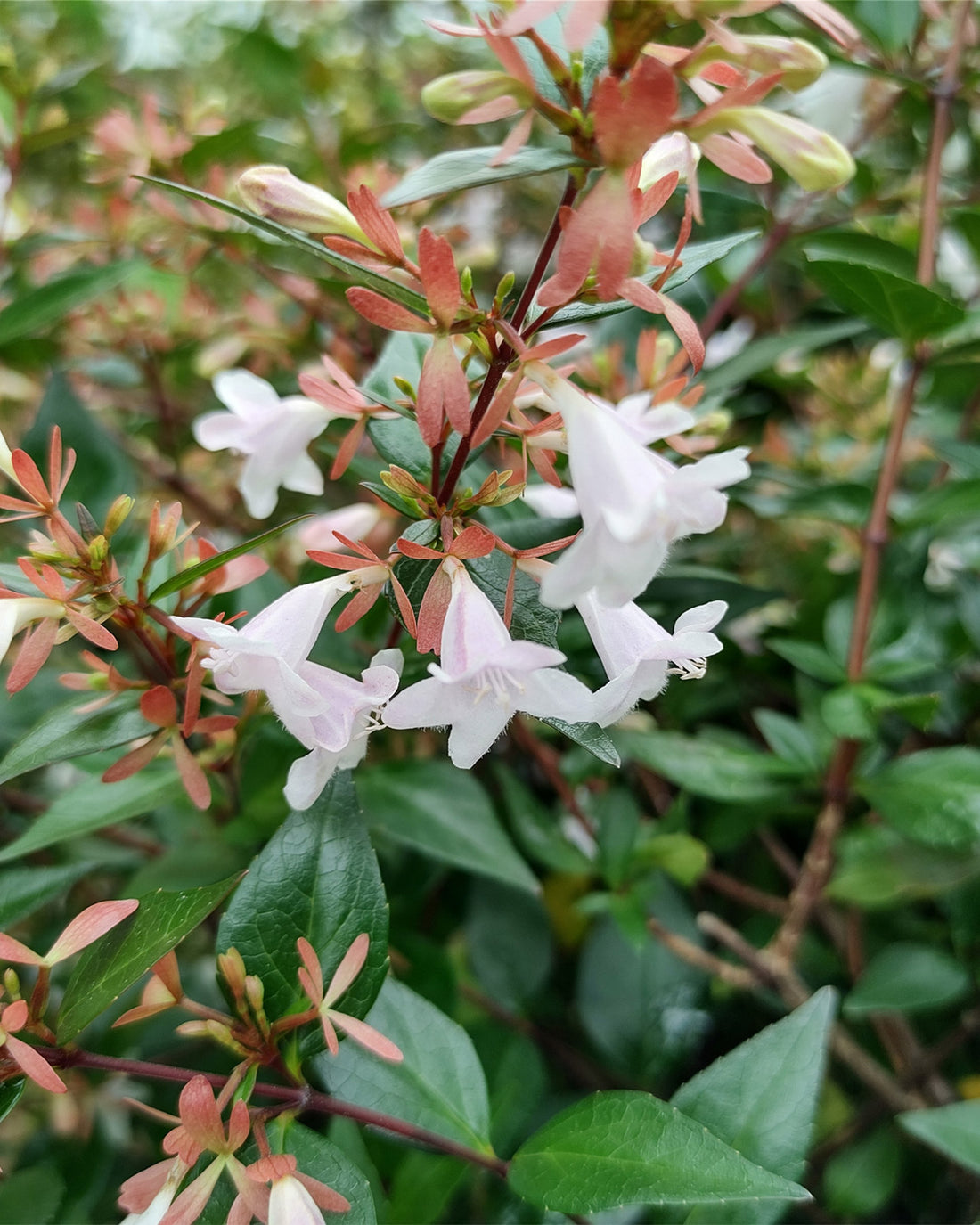 Abelia grandiflora &