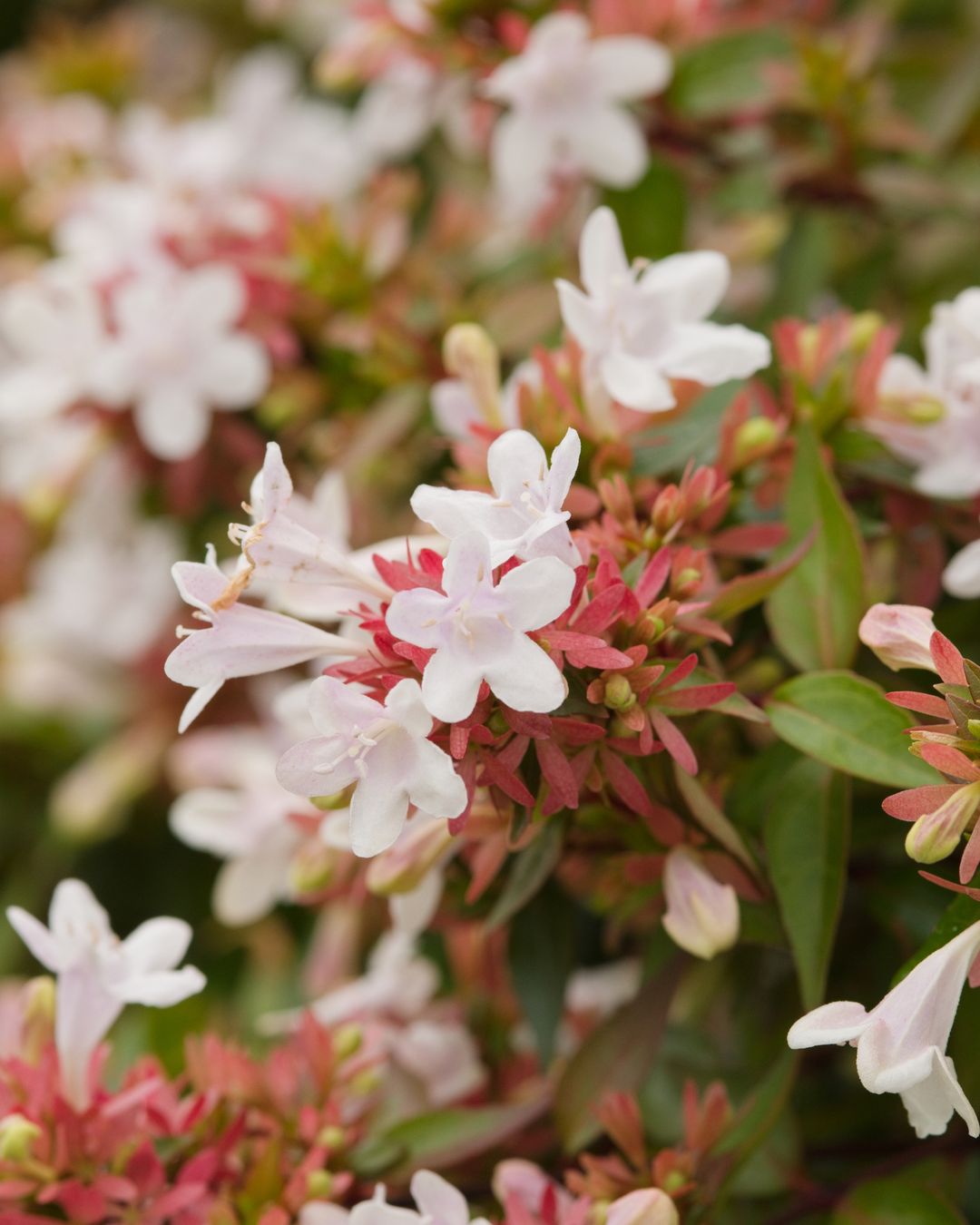 Abelia × grandiflora &