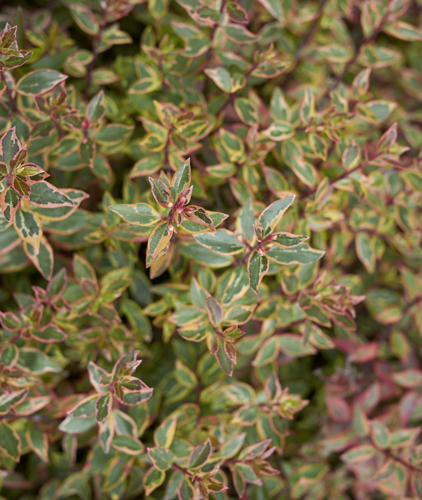 Abelia &
