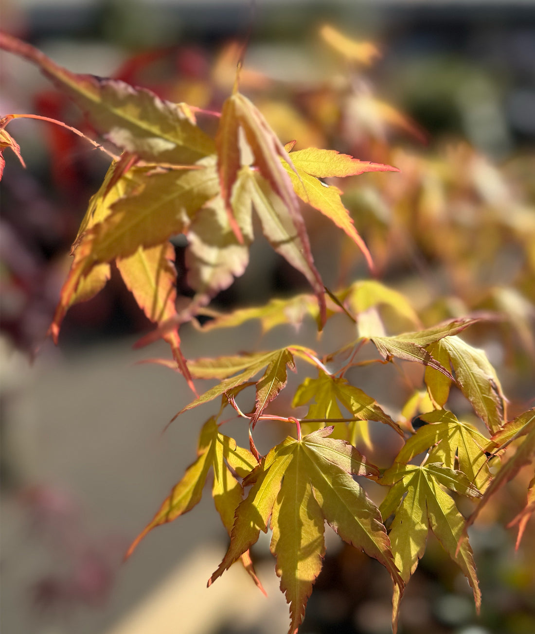 Acer palmatum &