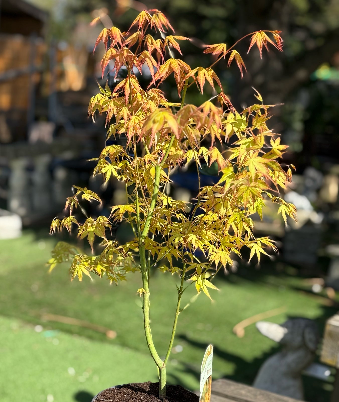 Acer palmatum &