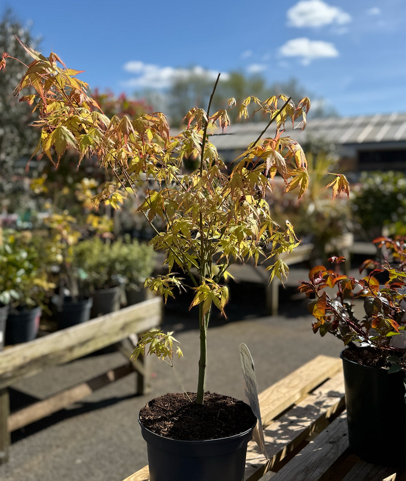 Acer palmatum &