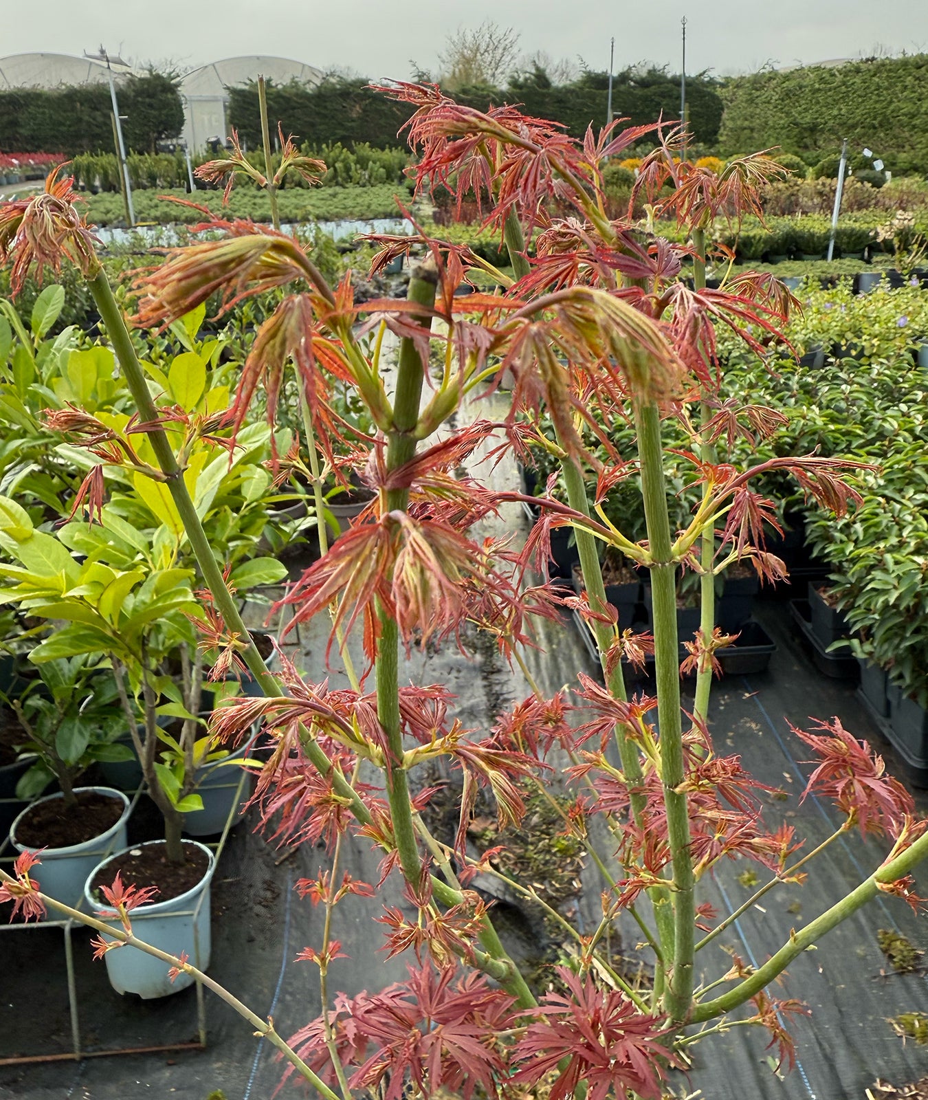 Acer palmatum &
