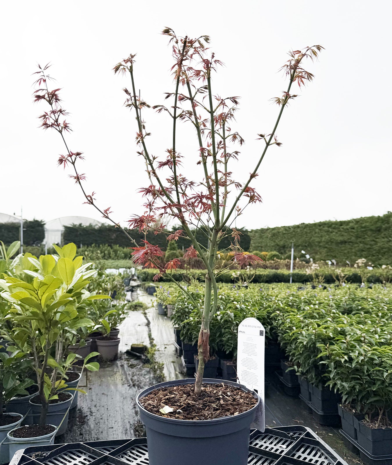 Acer palmatum &