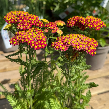 Achillea millefolium &