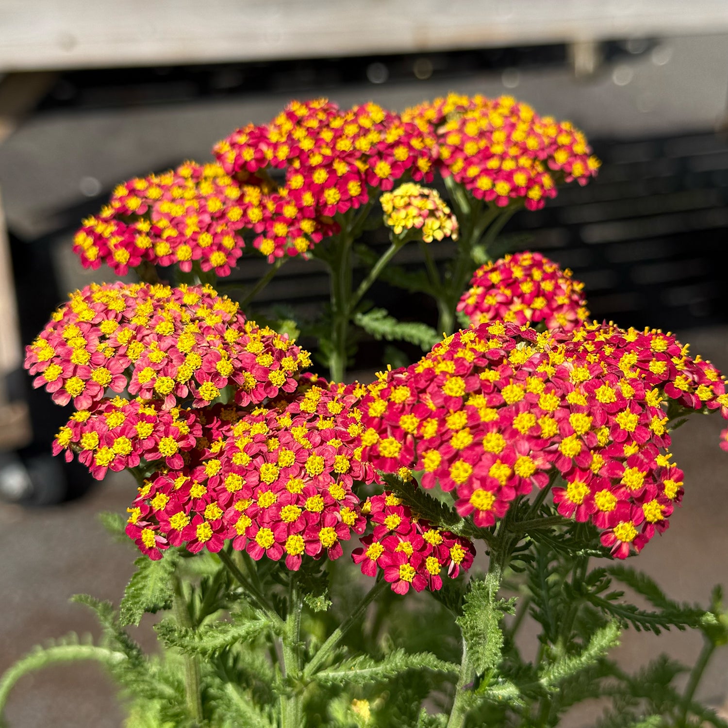 Achillea millefolium &