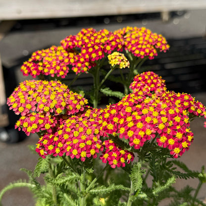 Achillea millefolium &