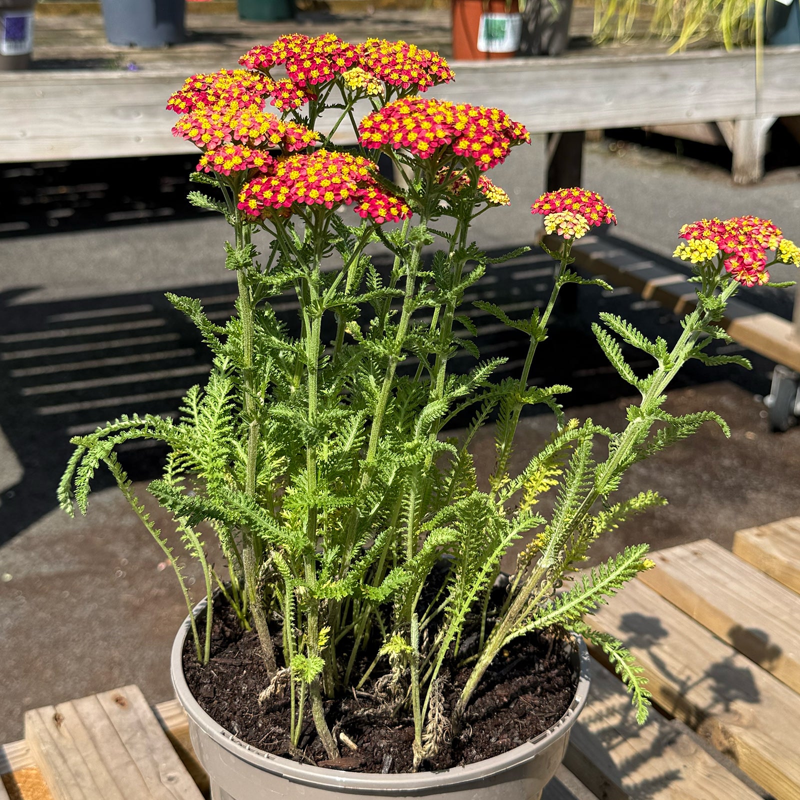 Achillea millefolium &