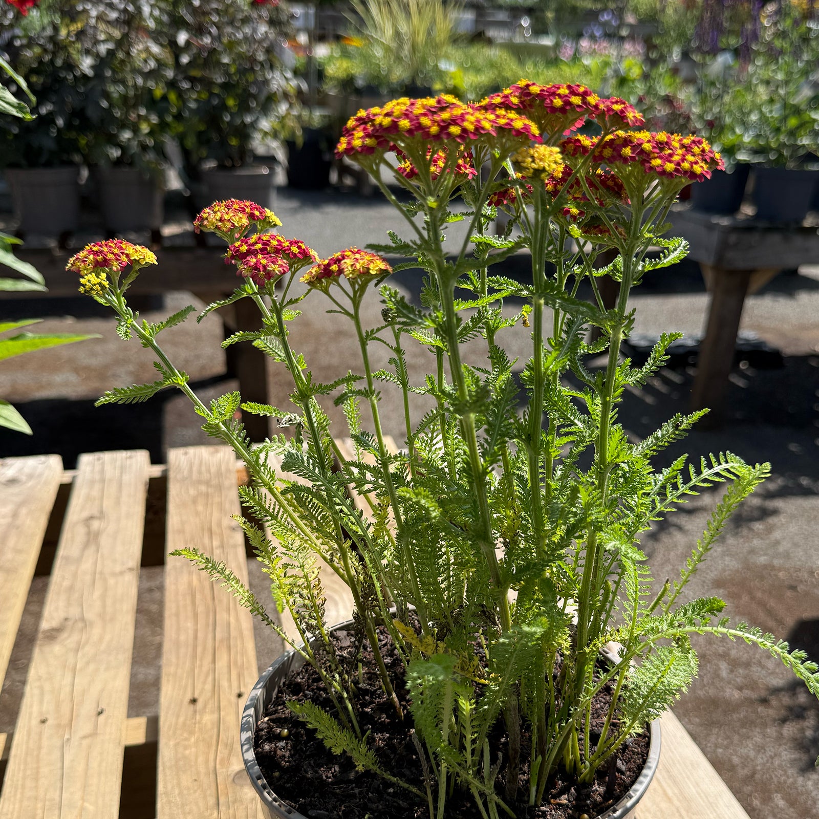 Achillea millefolium &