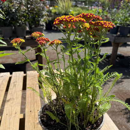 Achillea millefolium &