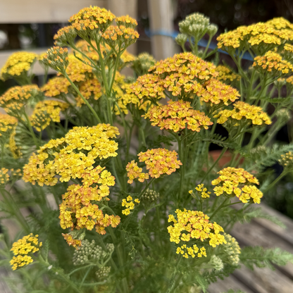 Achillea &
