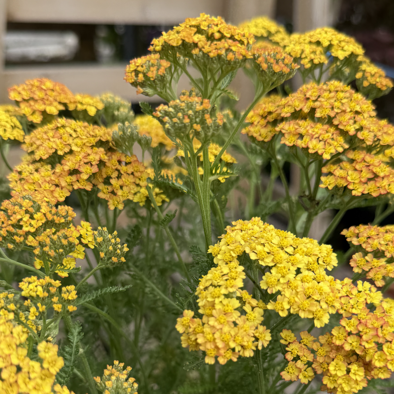 Achillea &