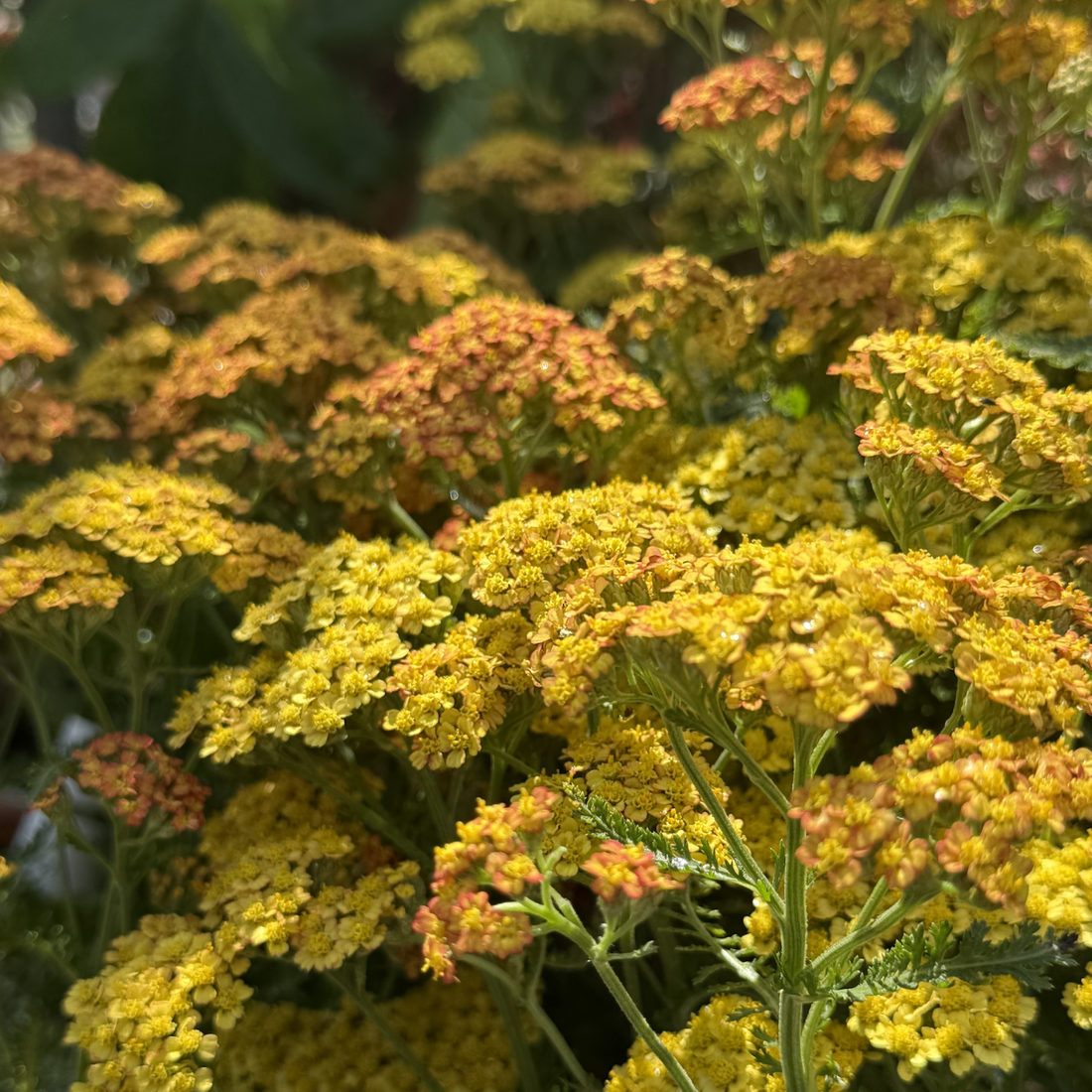 Achillea &