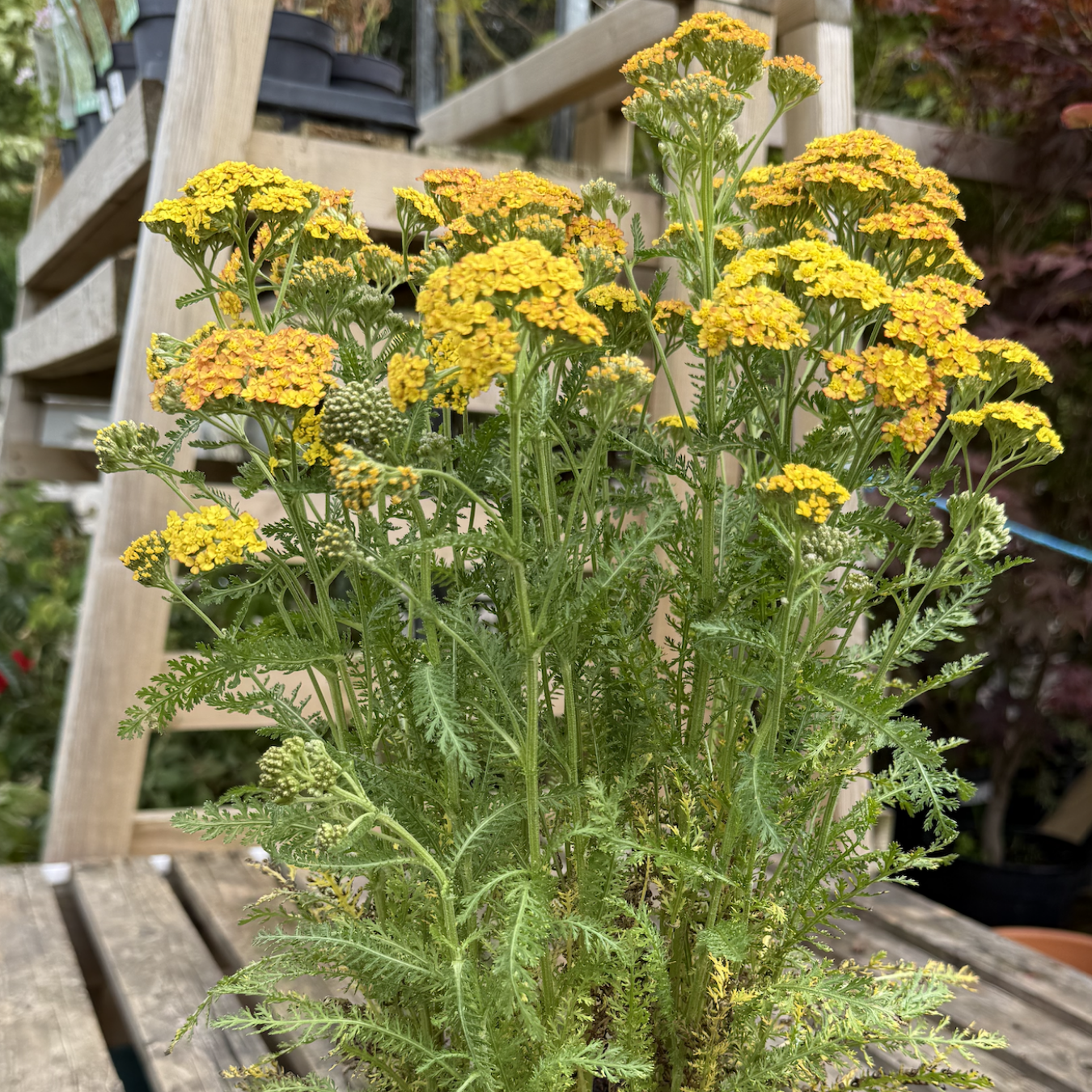 Achillea &