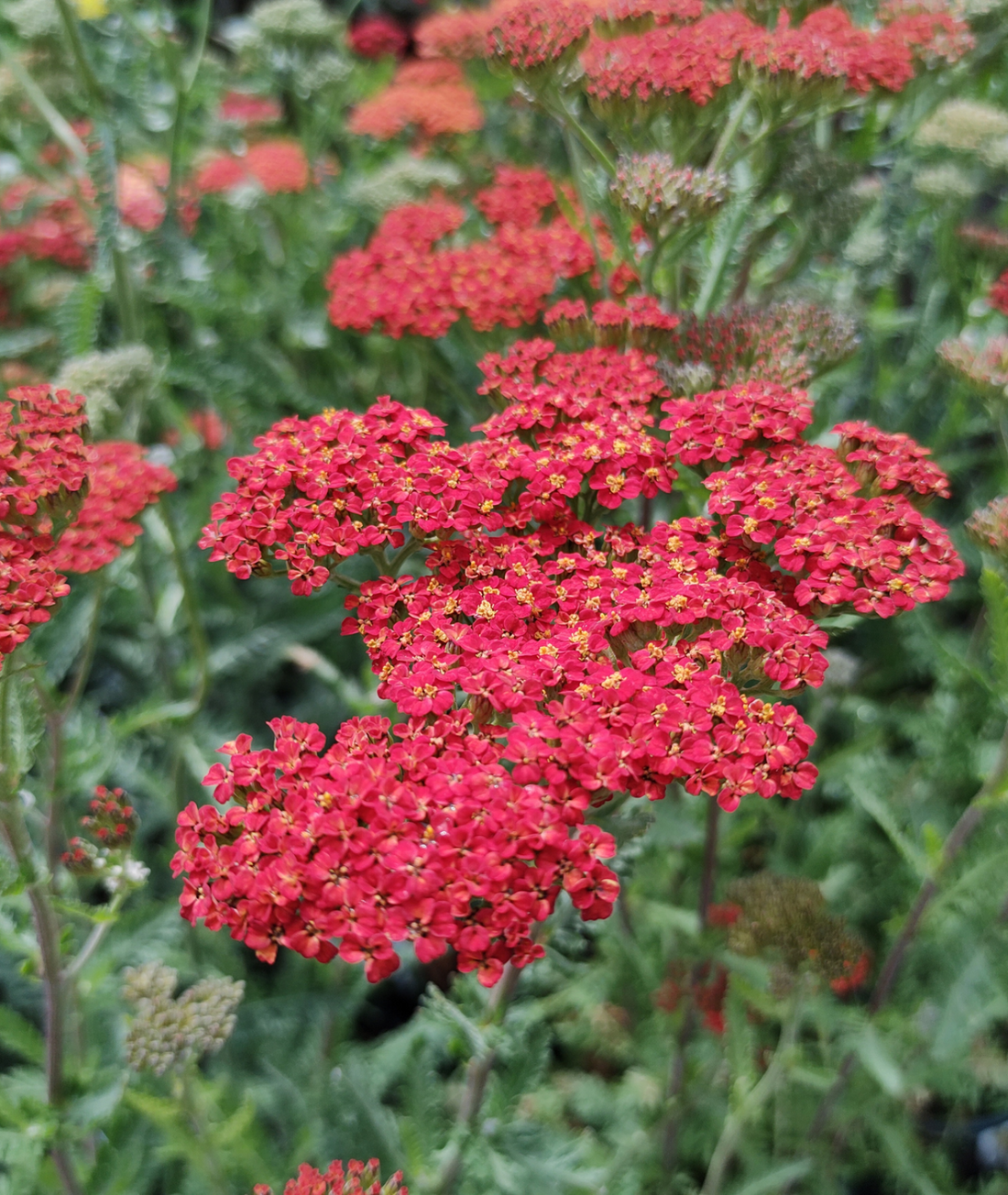 Achillea millefolium &