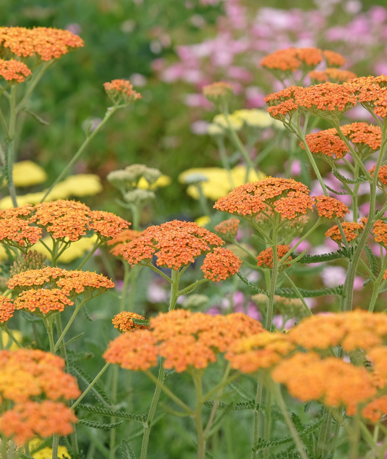 Achillea &