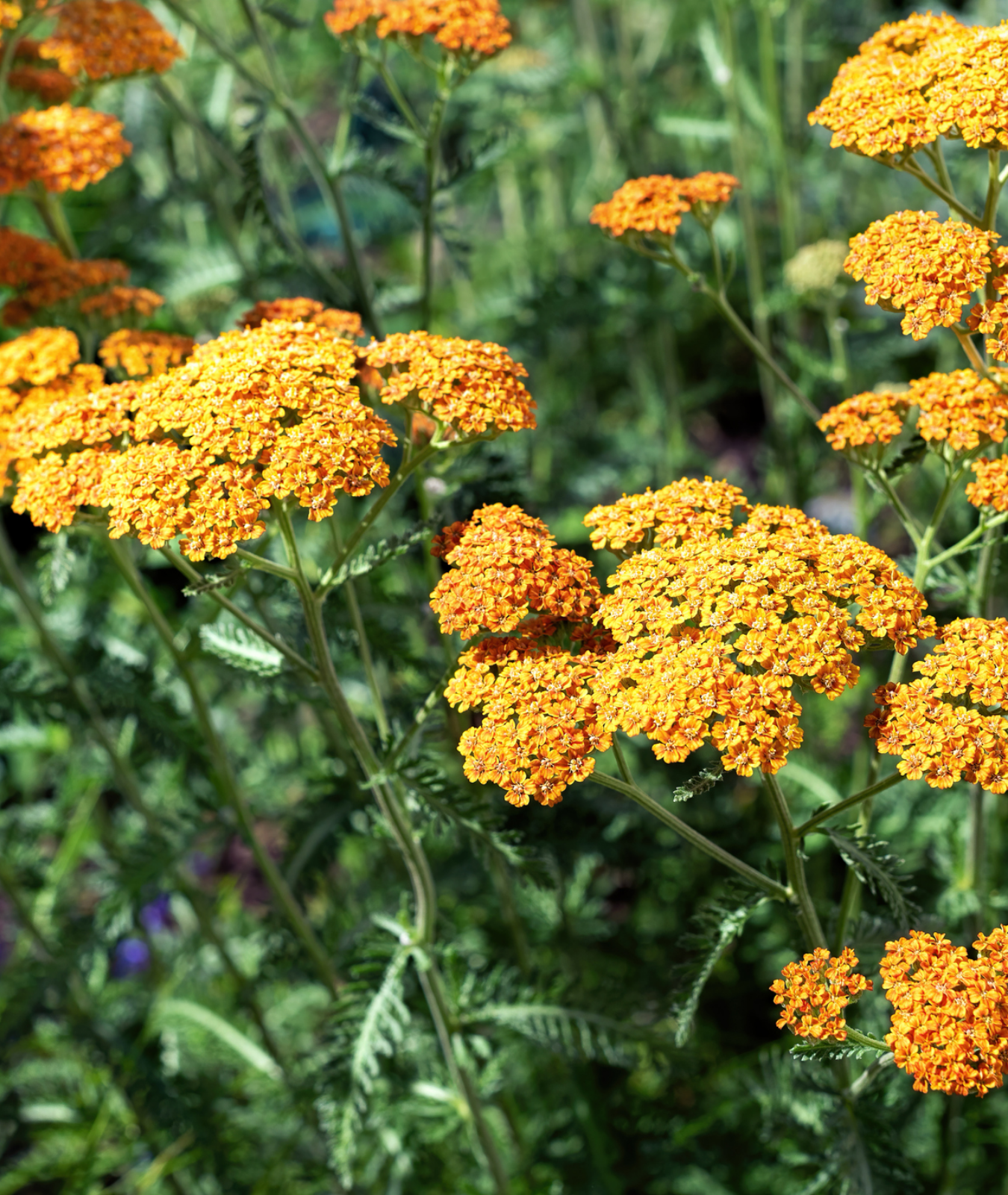 Achillea &