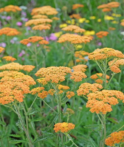 Achillea &