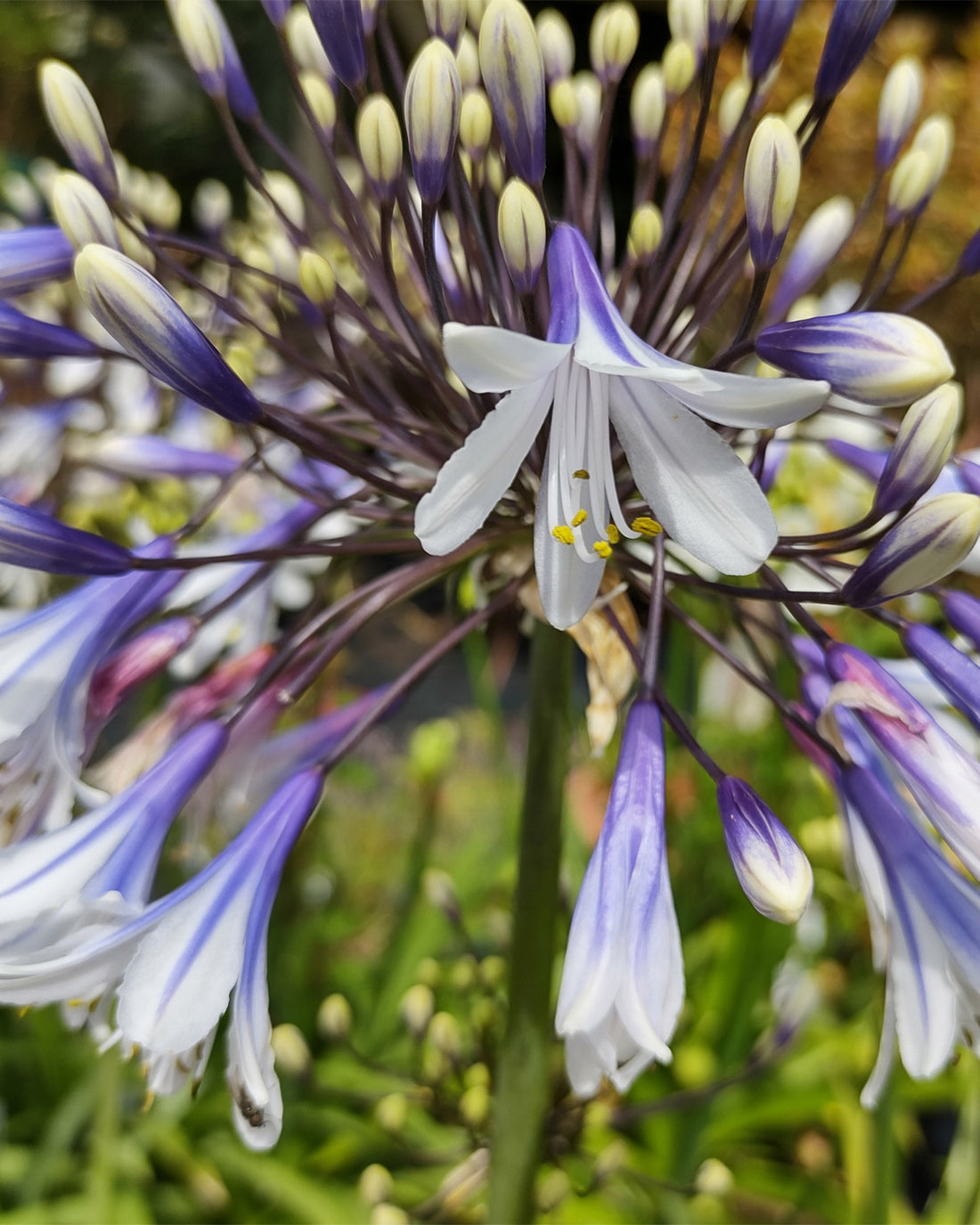 Agapanthus ‘Fireworks’