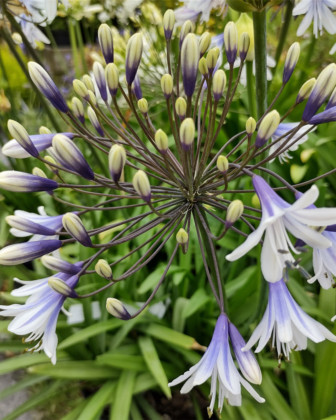 Agapanthus ‘Fireworks’