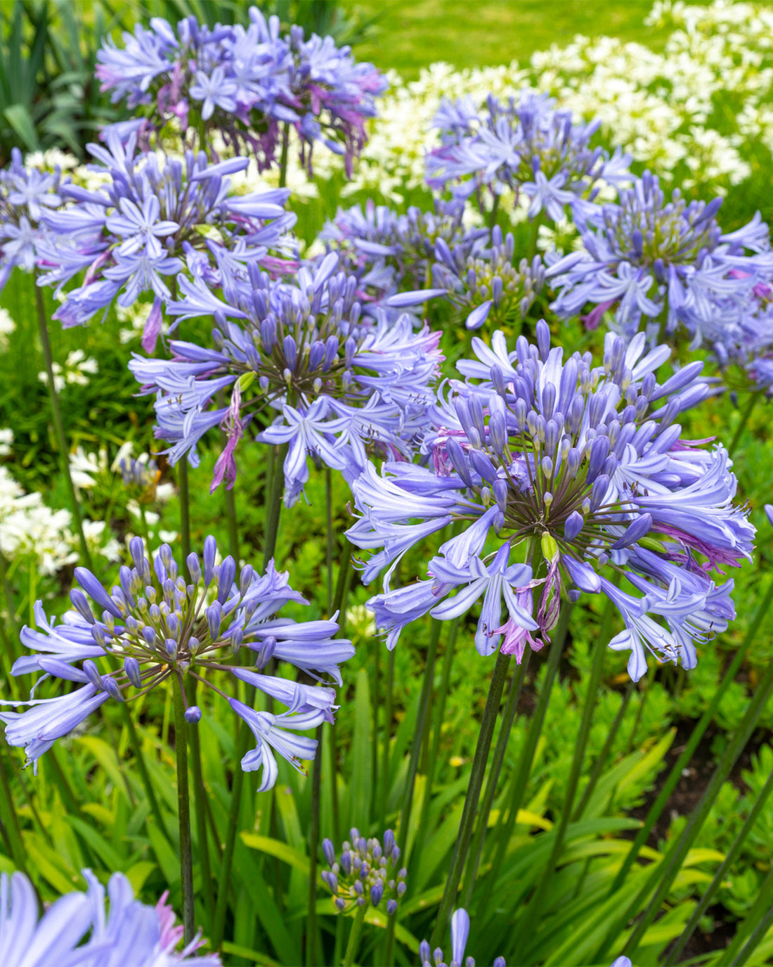 Agapanthus ‘Lavender Haze’