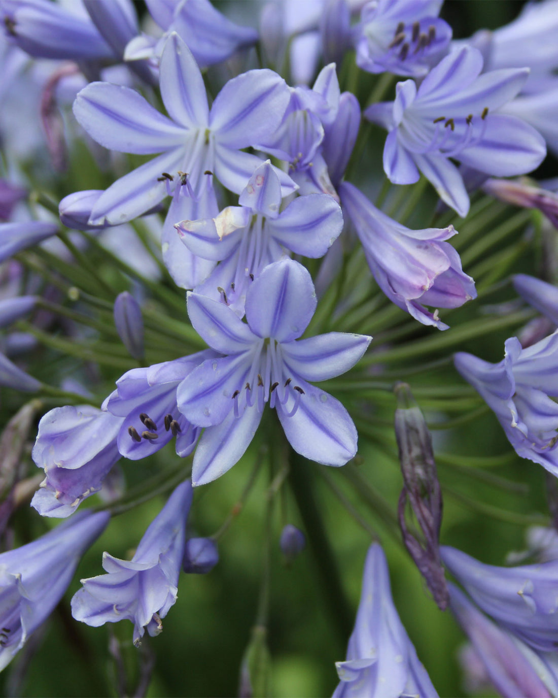 Agapanthus ‘Lavender Haze’