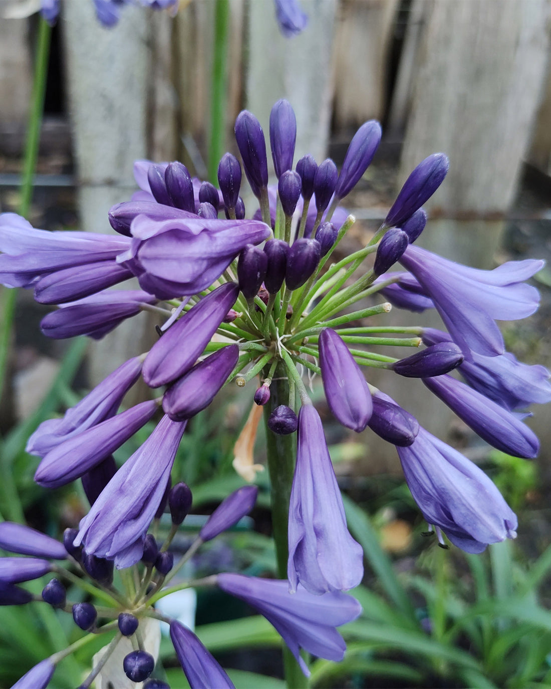 Agapanthus ‘Poppin’ Purple’