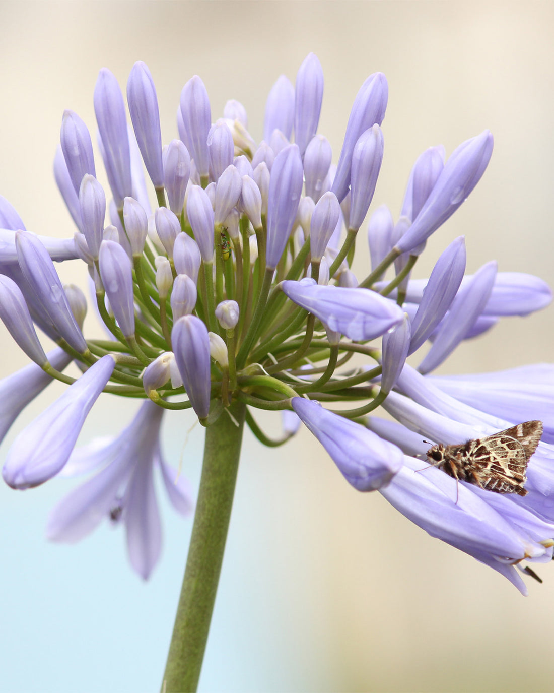 Agapanthus ‘Silver Baby’