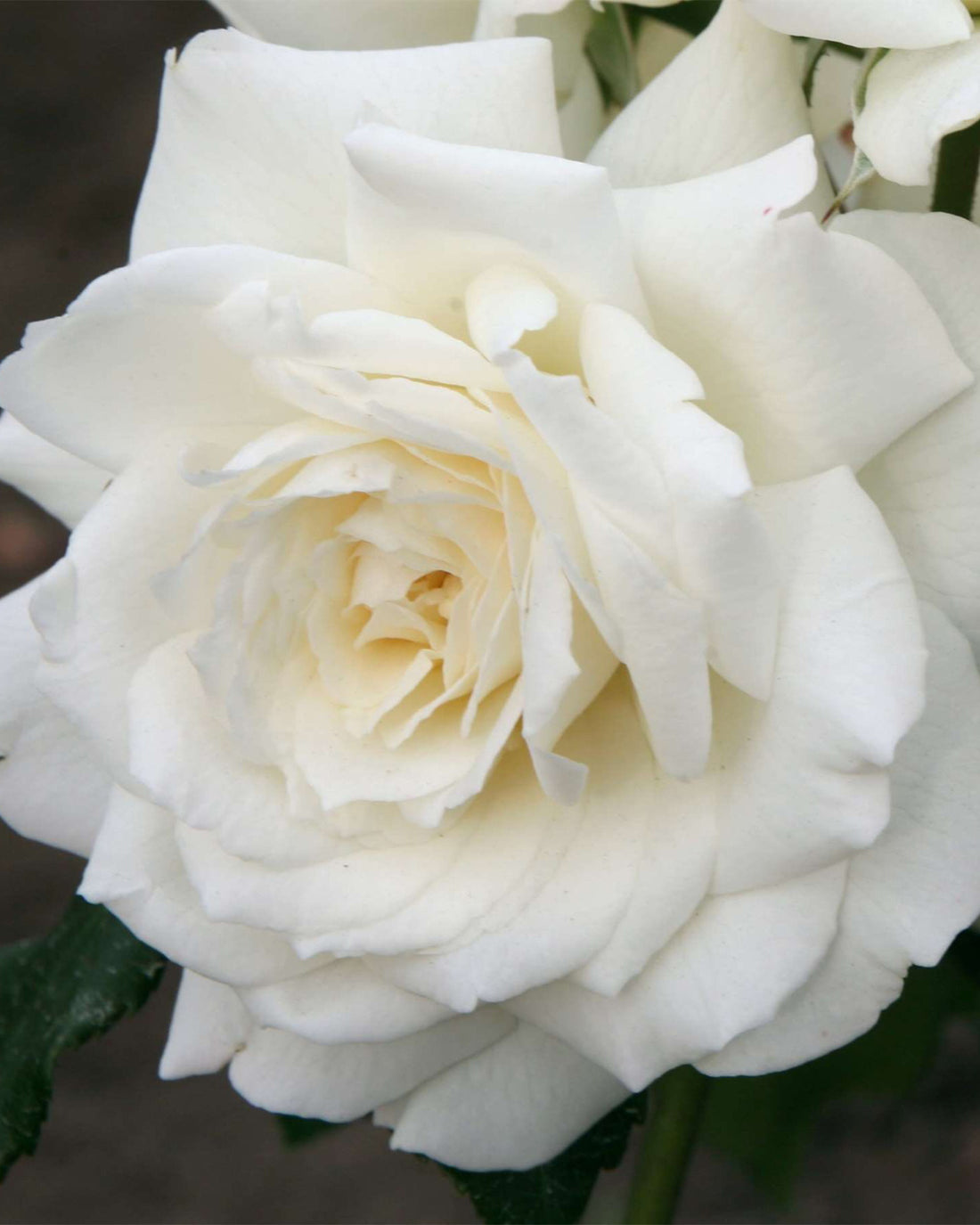 Rosa &