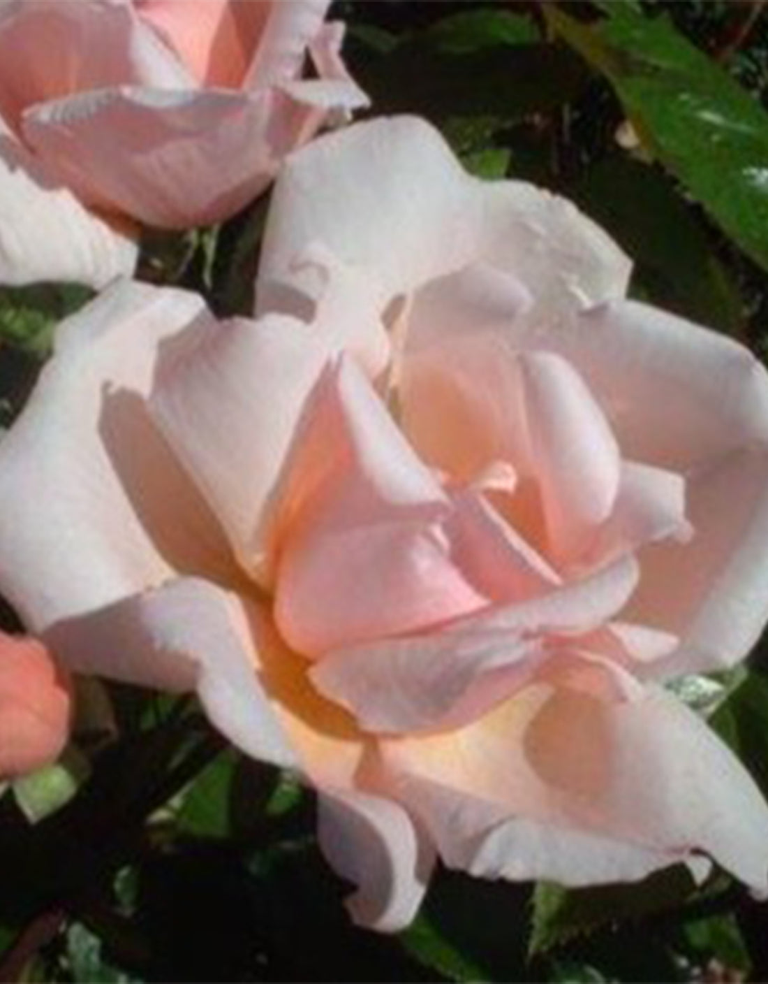 Rosa ‘Albertine’