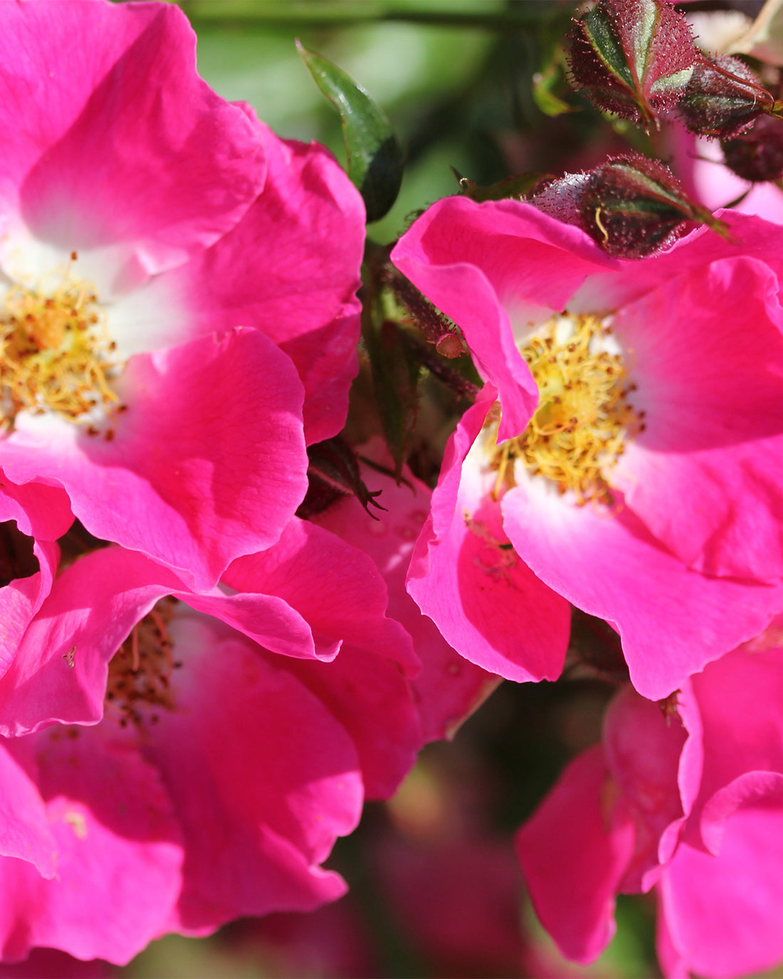 Rosa &
