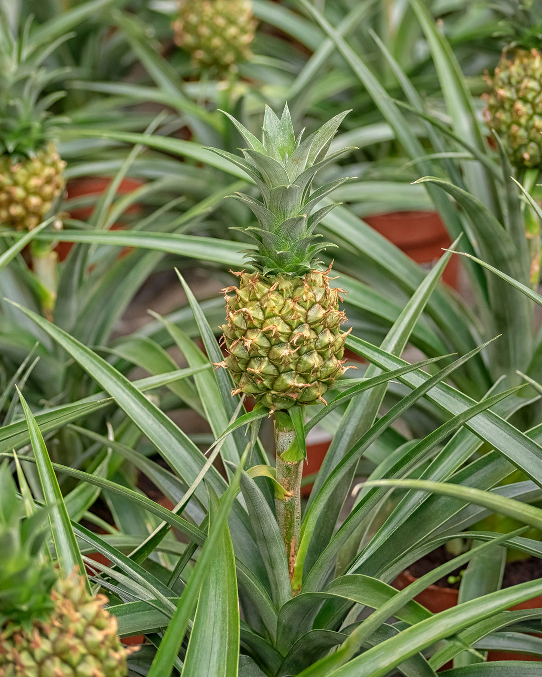 Ananas comosus &