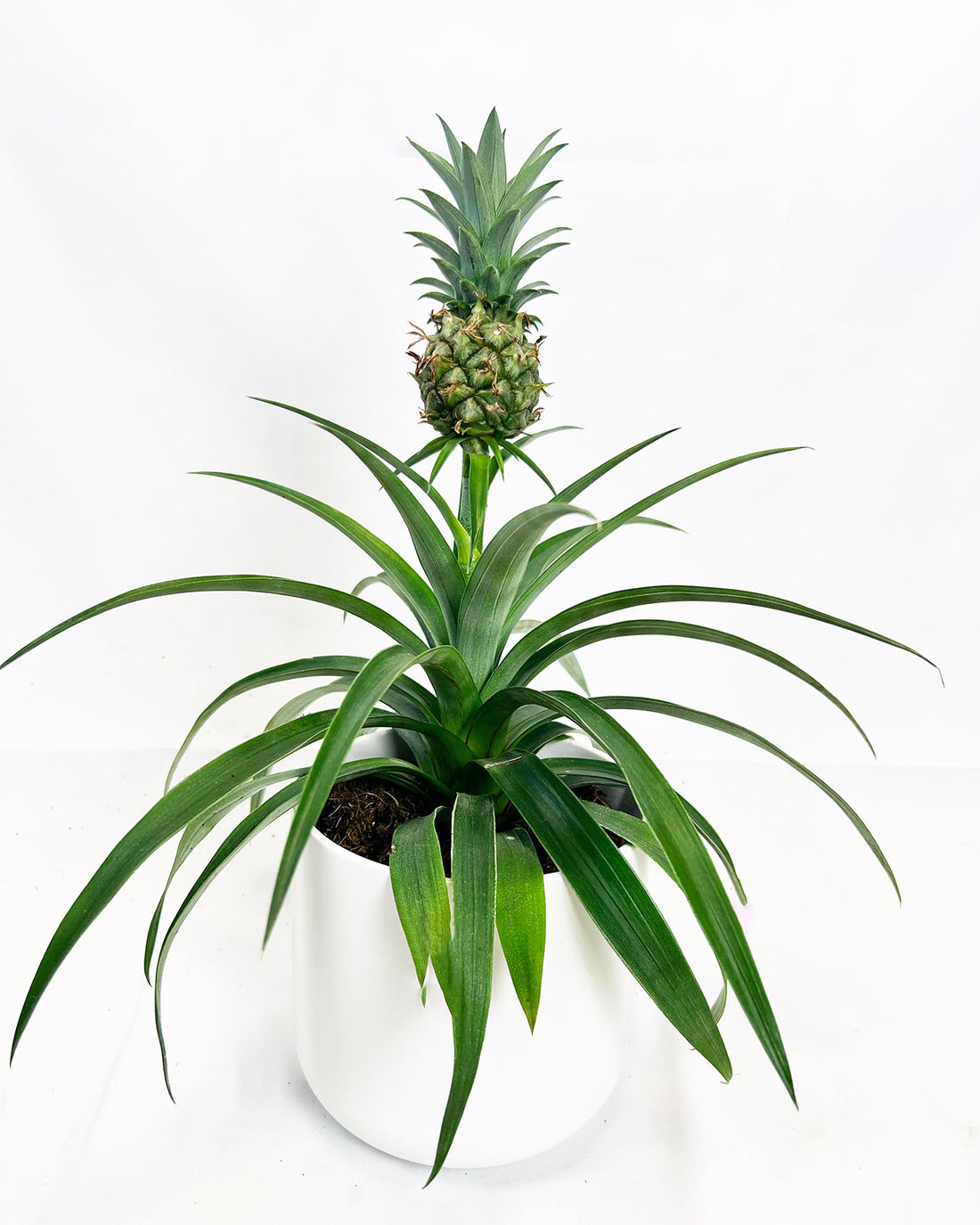 Ornamental Pineapple