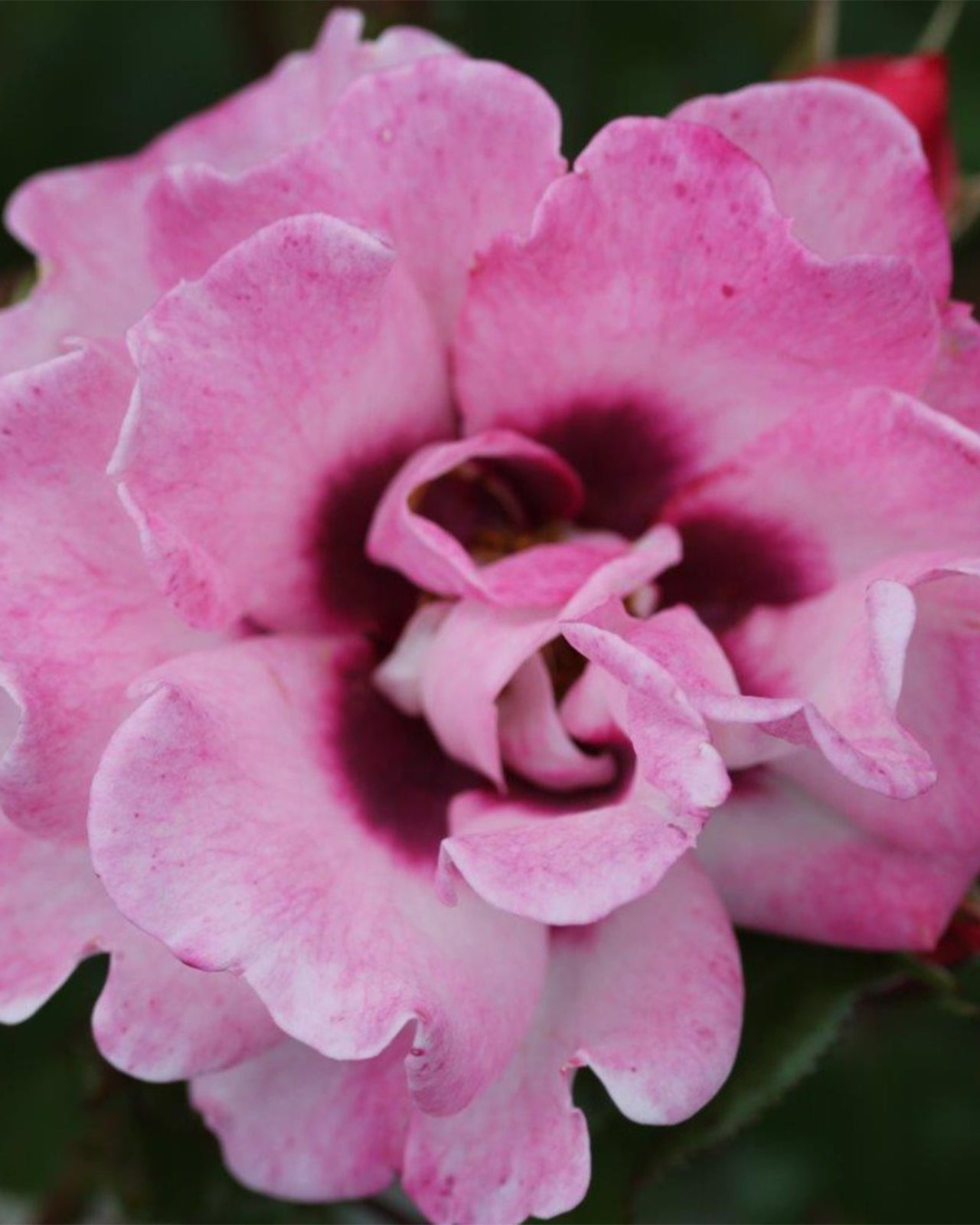 Rosa &