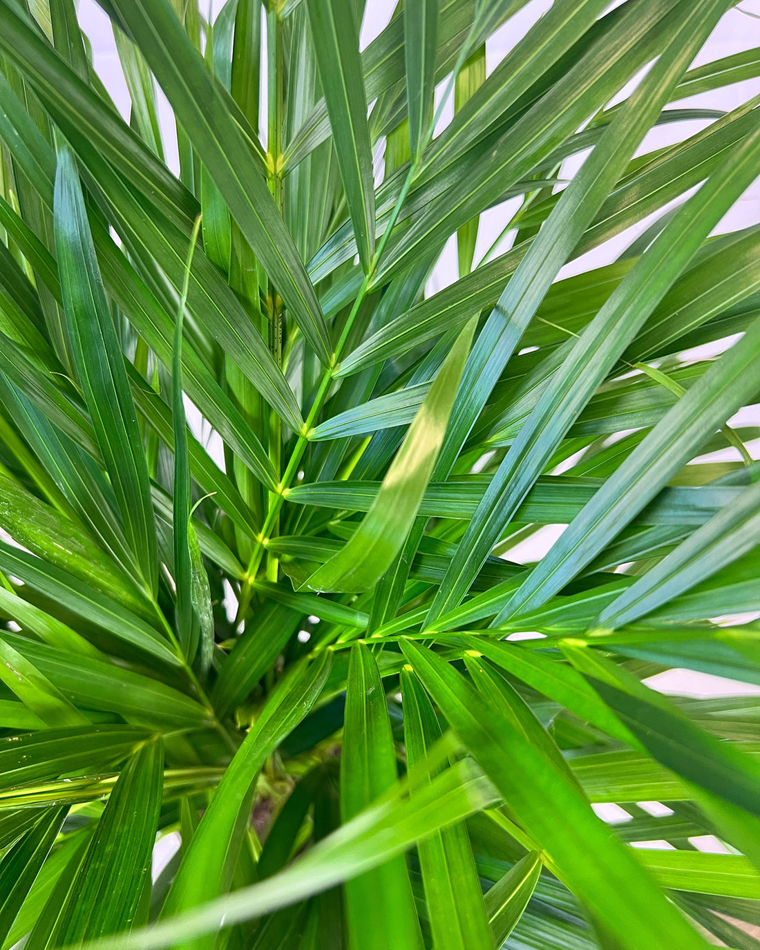 Areca Palm