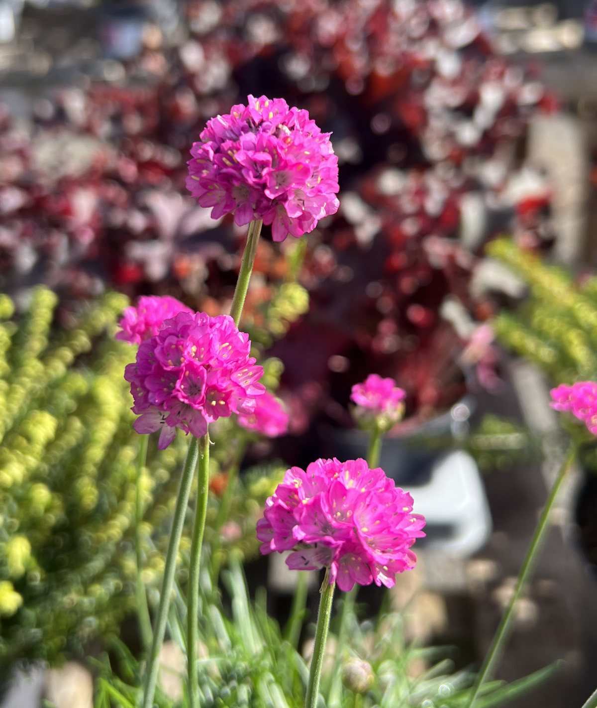 Armeria maritima Dark Pink